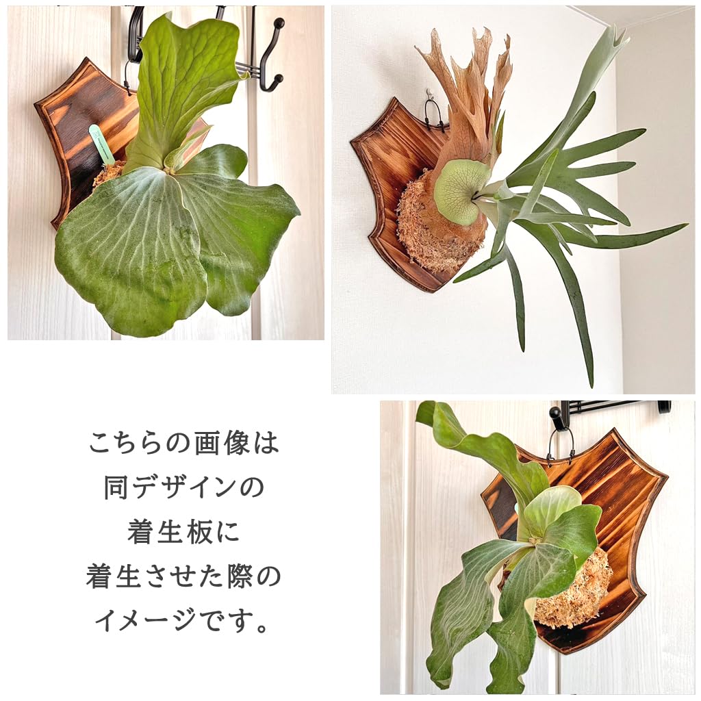 Amazon.co.jp: 【おしゃれな壁掛け着生板】 着生板 E型 大サイズ(約